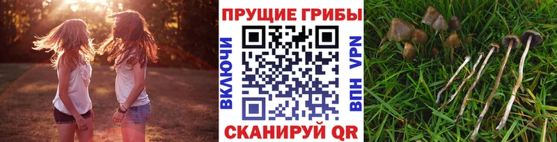 маркетплейс официальный сайт Сергач Псилоцибиновые грибы Psilocybine cubensis